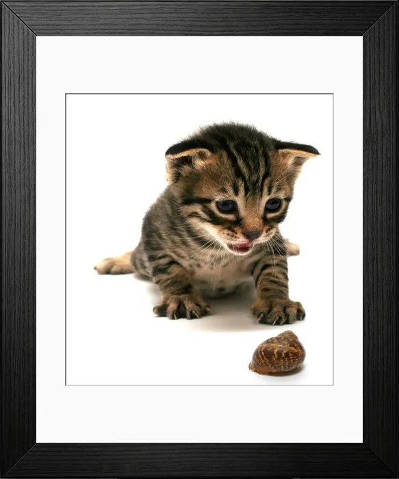Framed Print : Cutout of a one week old curious kitten and snail on white background Framed Print : Cutout of a one week old curious kitten and snail on white background