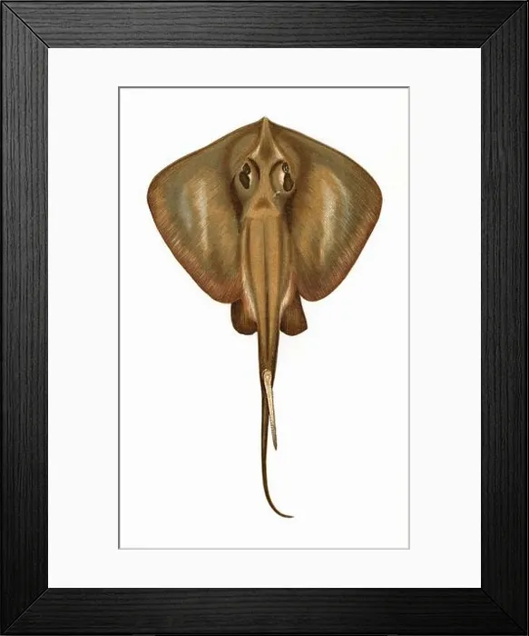 Framed Print : Raia Pastinaca, or Stingray, also known as Pastinaca Marina, Fire Flaire and Trygon Framed Print : Raia Pastinaca, or Stingray, also known as Pastinaca Marina, Fire Flaire and Trygon