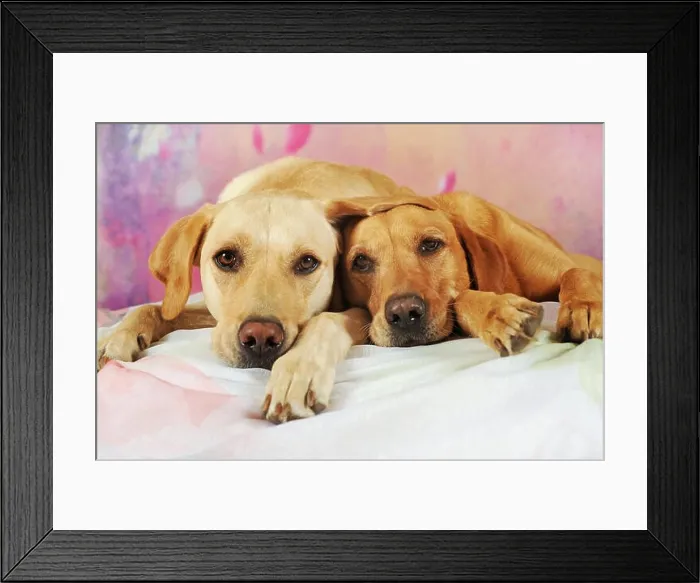 Framed Print : Labrador Retriever, yellow, female and male lying next to each other, Austria Framed Print : Labrador Retriever, yellow, female and male lying next to each other, Austria