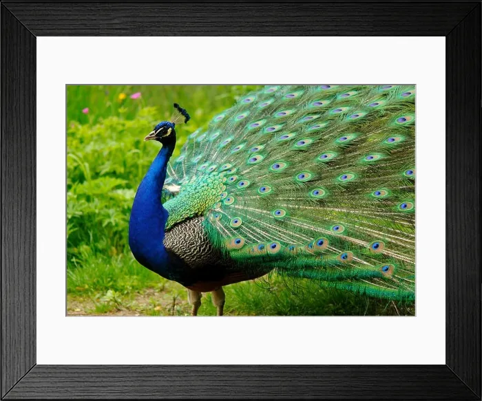 Framed Print : Peacock on green grass lawn at Royal Baths Park in Warsaw, Poland Framed Print : Peacock on green grass lawn at Royal Baths Park in Warsaw, Poland