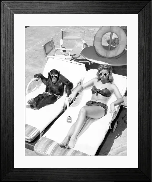 Framed Print : Chimpanzee and a woman sunbathing Framed Print : Chimpanzee and a woman sunbathing