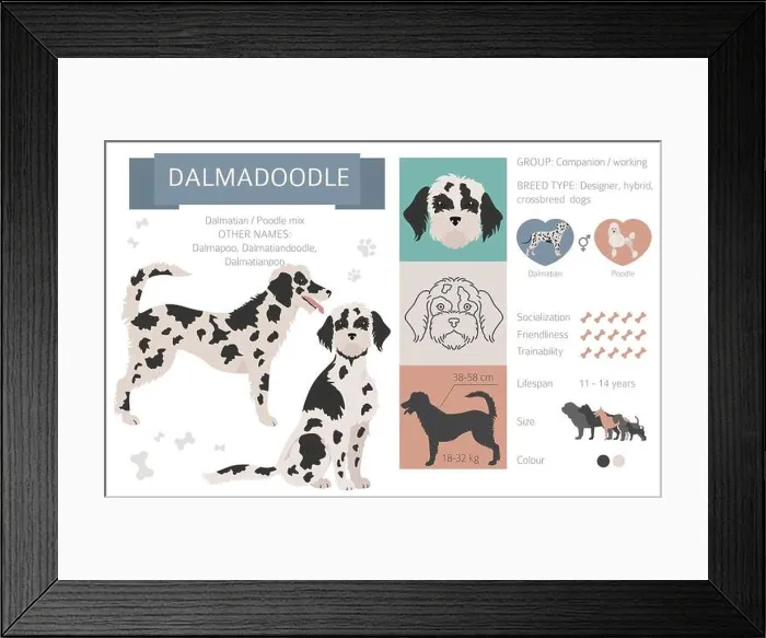 Framed Print : Designer dogs, crossbreed, hybrid mix pooches collection isolated on white. Dalmadoodle flat style clipart infographic. Vector illustration Framed Print : Designer dogs, crossbreed, hybrid mix pooches collection isolated on white. Dalmadoodle flat style clipart infographic. Vector illustration