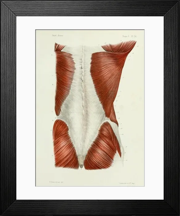 Framed Print : Human Back and Buttock Muscles, Posterior, 1844 Framed Print : Human Back and Buttock Muscles, Posterior, 1844