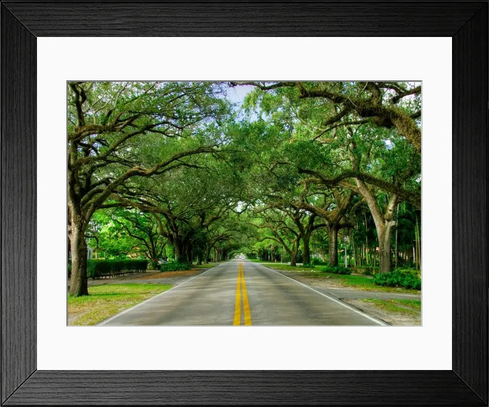 Framed Print : Old Oak Trees along Coral Way in Coral Gables, Florida Framed Print : Old Oak Trees along Coral Way in Coral Gables, Florida