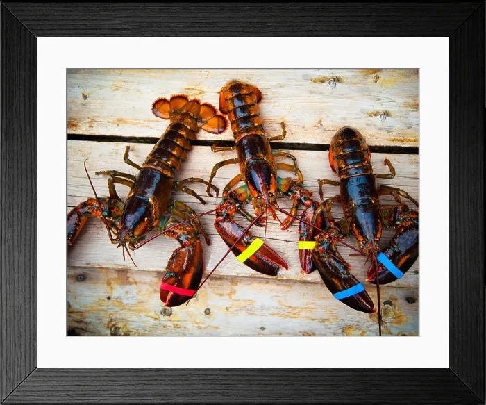 Framed Print : Three Maine lobsters alive on a wooden deck Framed Print : Three Maine lobsters alive on a wooden deck