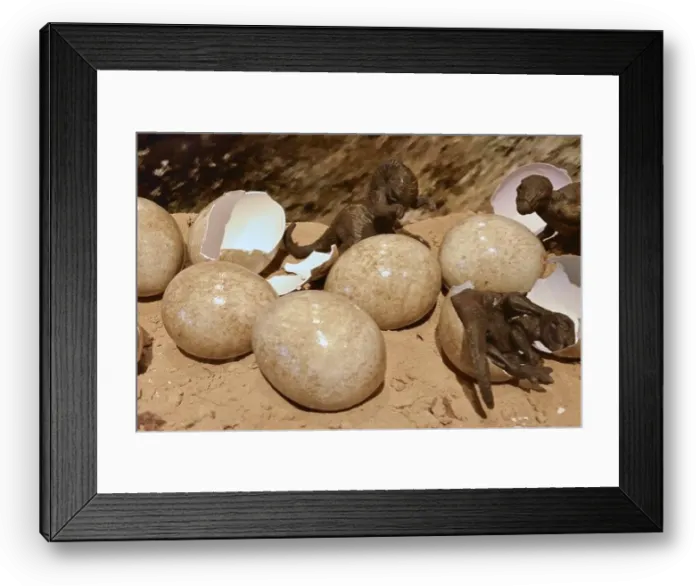 Framed Print : Dino eggs Framed Print : Dino eggs