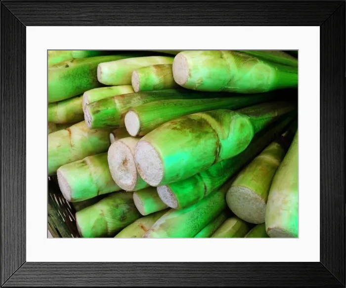 Framed Print : Fresh water bamboo shoots Framed Print : Fresh water bamboo shoots
