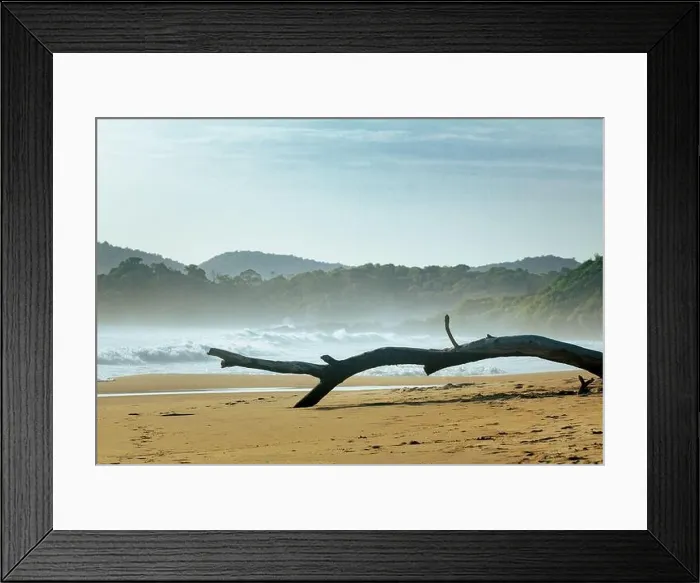 Framed Print : Fallen tree branch on the seashore; dead tree by the ocean Framed Print : Fallen tree branch on the seashore; dead tree by the ocean