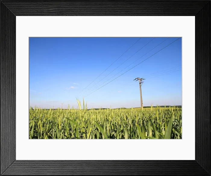 Framed Print : Power lines over a wheat field in Germany Framed Print : Power lines over a wheat field in Germany