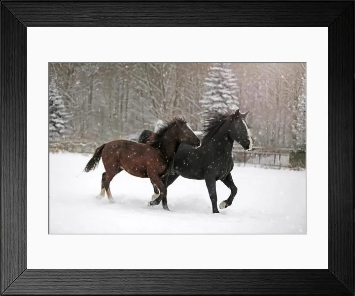 Framed Print : horses in snow flurries Framed Print : horses in snow flurries