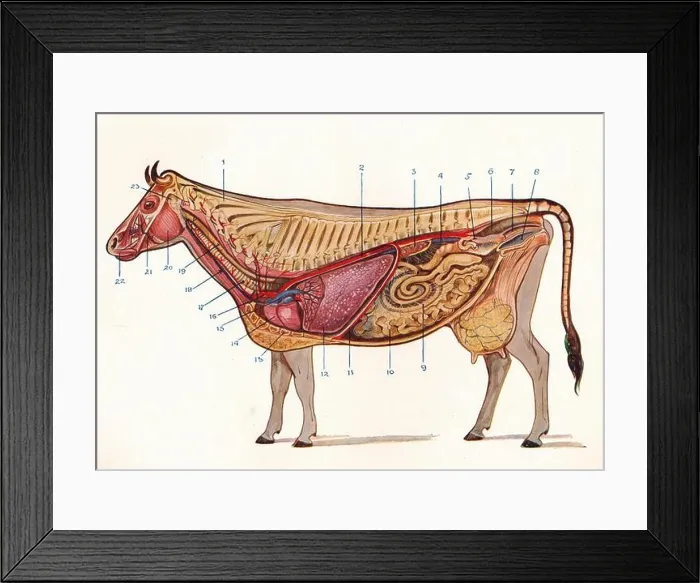 Framed Print : Median section of a cow, showing organs of circulation and respiration, etc, c1905 (c1910) Framed Print : Median section of a cow, showing organs of circulation and respiration, etc, c1905 (c1910)