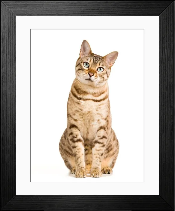 Framed Print : Bengal cat Framed Print : Bengal cat