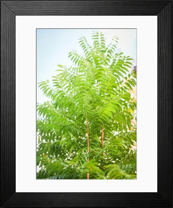 Framed Print : Fresh green tree neem leaves plant growing on nature for food and herb  /  Azadirachta indica, Neem tree