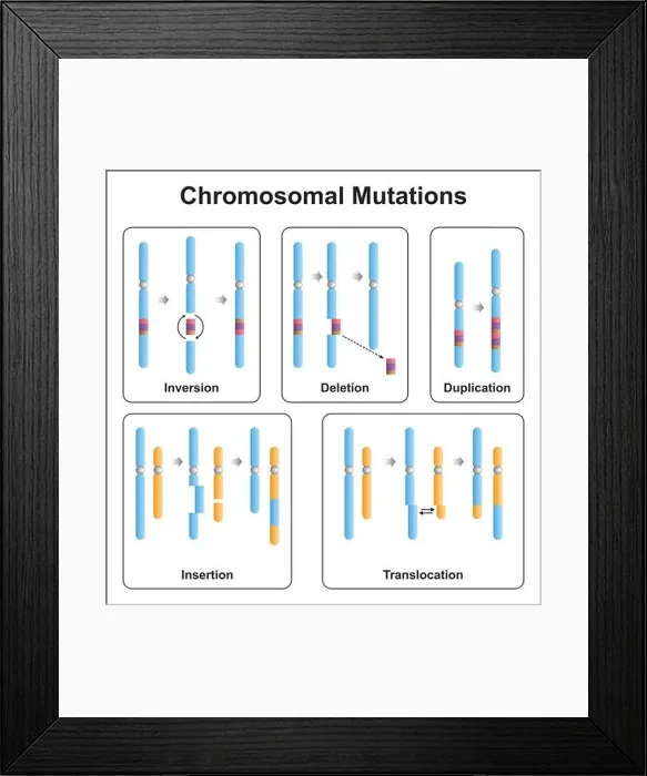 Framed Print : Chromosomal mutation types, illustration Framed Print : Chromosomal mutation types, illustration