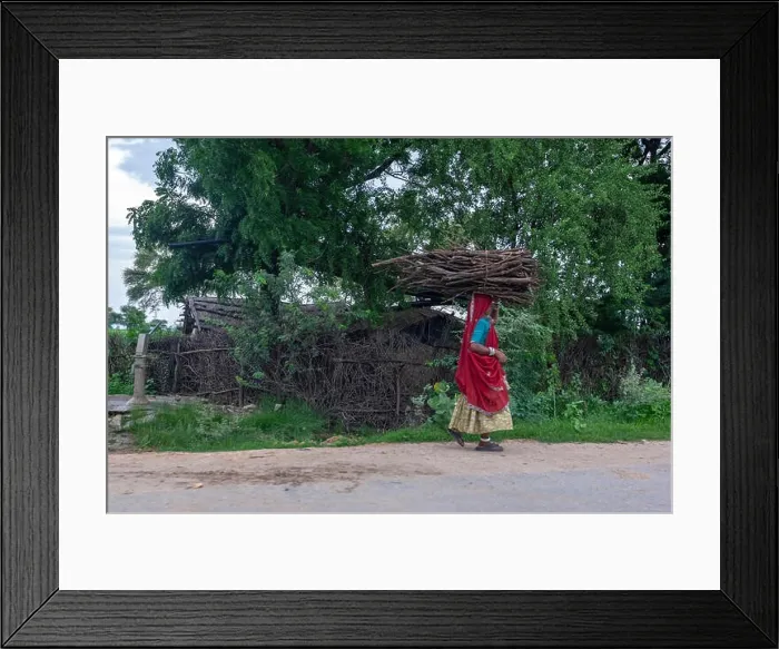 Framed Print : Indian woman carrying on her head wood logs, Rajasthan, India Framed Print : Indian woman carrying on her head wood logs, Rajasthan, India