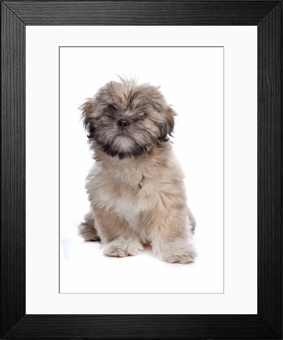 Framed Print : Lhasa Apso puppy in front of a white background