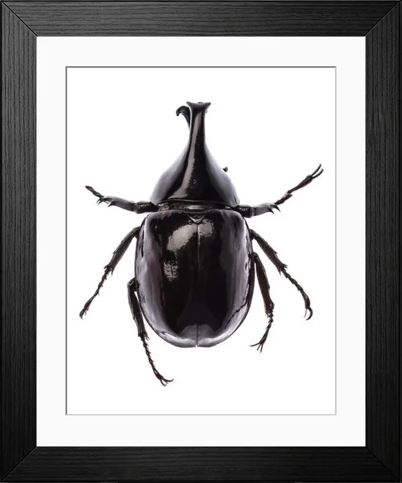 Framed Print : Rhinoceros beetle Xylotrupes gideon sumatrensis isolated Framed Print : Rhinoceros beetle Xylotrupes gideon sumatrensis isolated