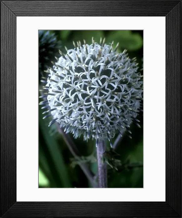 Framed Print : Echinops sphaerocephalus Arctic Glow'. Globe thistle Framed Print : Echinops sphaerocephalus Arctic Glow'. Globe thistle
