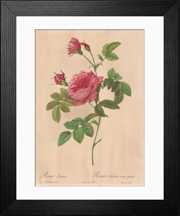 Framed Print : Français : Rosa Inermis. Rosier Turbiné sans épines. Peintre par Pierre-Josephe Redouté, Imprimerie de Rémond, Charles Lemaire sculp Framed Print : Français : Rosa Inermis. Rosier Turbiné sans épines. Peintre par Pierre-Josephe Redouté, Imprimerie de Rémond, Charles Lemaire sculp
