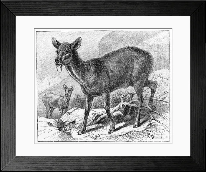 Framed Print : Vintage 19th century old drawing representing the Musk deer (Moschus moschiferus) Framed Print : Vintage 19th century old drawing representing the Musk deer (Moschus moschiferus)