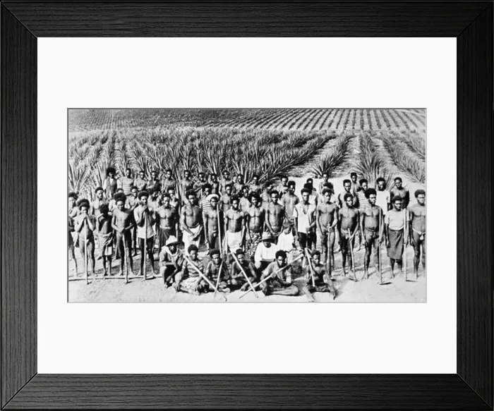 Framed Print : South Sea islander (a.k.a. Kanaka) labourers on a Queensland pineapple plantation, 1890s. circa 1890's 1104 Nla pic-an24494586 south sea islanders Framed Print : South Sea islander (a.k.a. Kanaka) labourers on a Queensland pineapple plantation, 1890s. circa 1890's 1104 Nla pic-an24494586 south sea islanders