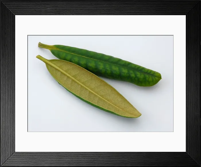 Framed Print : Rhododendron (Rhododendron sp) Leaves rolled up due to frost studio picture Framed Print : Rhododendron (Rhododendron sp) Leaves rolled up due to frost studio picture