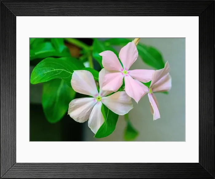 Framed Print : Madagascar periwinkle (Catharanthus roseus). flowers of the Madagascar periwinkle (Catharanthus roseus or Vinca rosea). This plant is the source of th Framed Print : Madagascar periwinkle (Catharanthus roseus). flowers of the Madagascar periwinkle (Catharanthus roseus or Vinca rosea). This plant is the source of th