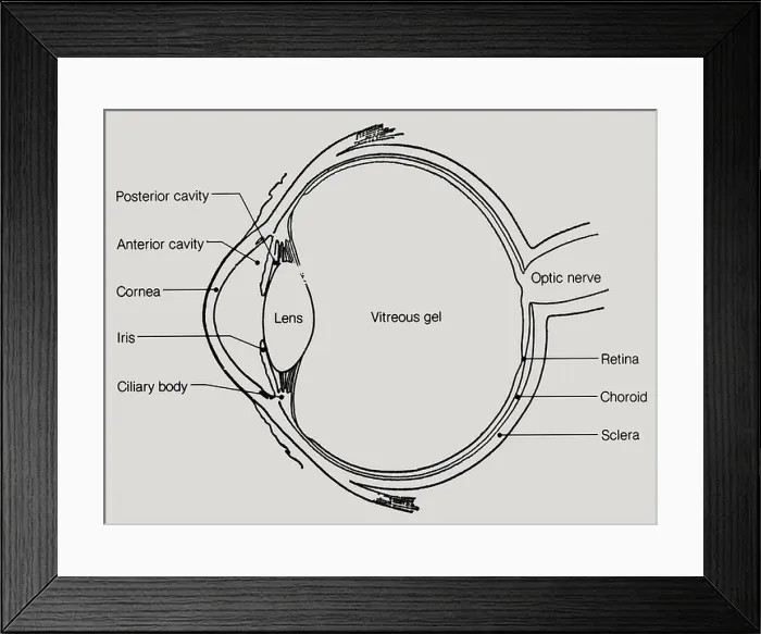 Framed Print : A lateral cutaway view of the human eye, showing internal structure Framed Print : A lateral cutaway view of the human eye, showing internal structure