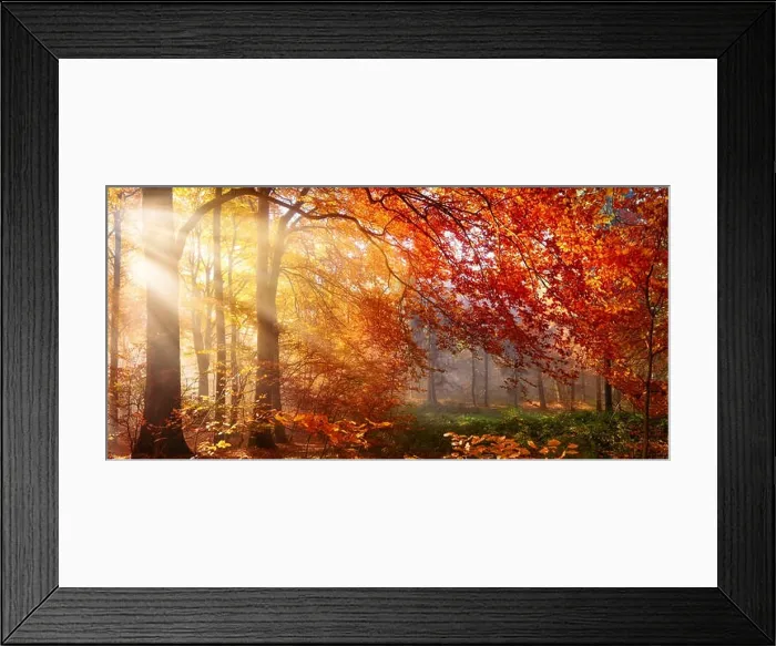 Framed Print : Autumn in the forest, sunrays fall through mist and a beautiful red tree