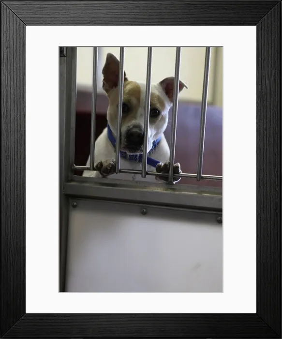 Framed Print : terrier type dog awaiting re-homing, Battersea Dogs Home, London, UK Framed Print : terrier type dog awaiting re-homing, Battersea Dogs Home, London, UK