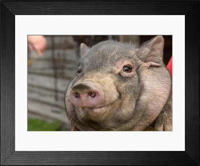 Framed Print : one village young pig Framed Print : one village young pig