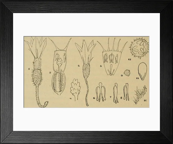 Framed Print : Bullettino. Botany -- Periodicals. 34 bù delle Cucumerinae con antere flessuose, a quella delle Melothrii- he per hi forma delle antere ben vi Framed Print : Bullettino. Botany -- Periodicals. 34 bù delle Cucumerinae con antere flessuose, a quella delle Melothrii- he per hi forma delle antere ben vi