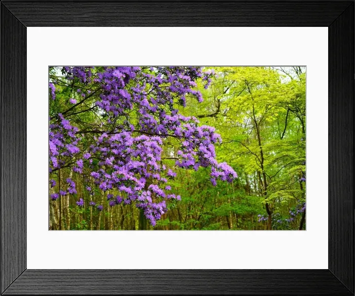 Framed Print : Rhododendron blossom in springtime Framed Print : Rhododendron blossom in springtime