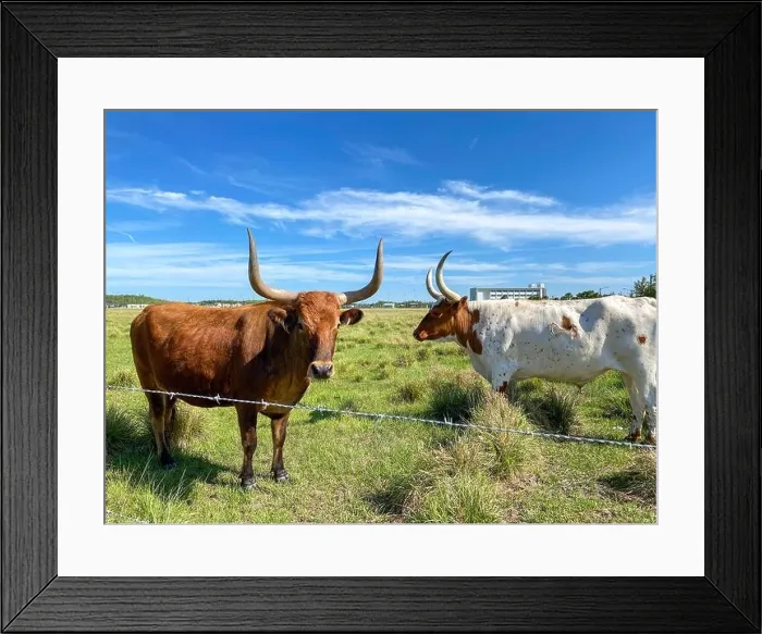 Framed Print : Longhorn Cattle grazing in a pasture in the Laureate Park neighborhood of Lake Nona in Orlando, Florida Framed Print : Longhorn Cattle grazing in a pasture in the Laureate Park neighborhood of Lake Nona in Orlando, Florida