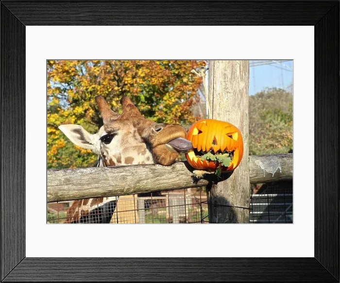 Framed Print : Zoological Society of London ZSL 2018get set Framed Print : Zoological Society of London ZSL 2018get set