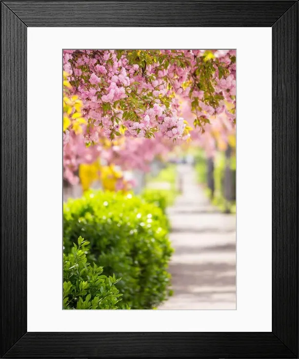 Framed Print : delicate pink flowers blossomed Japanese cherry trees on street blur background Framed Print : delicate pink flowers blossomed Japanese cherry trees on street blur background