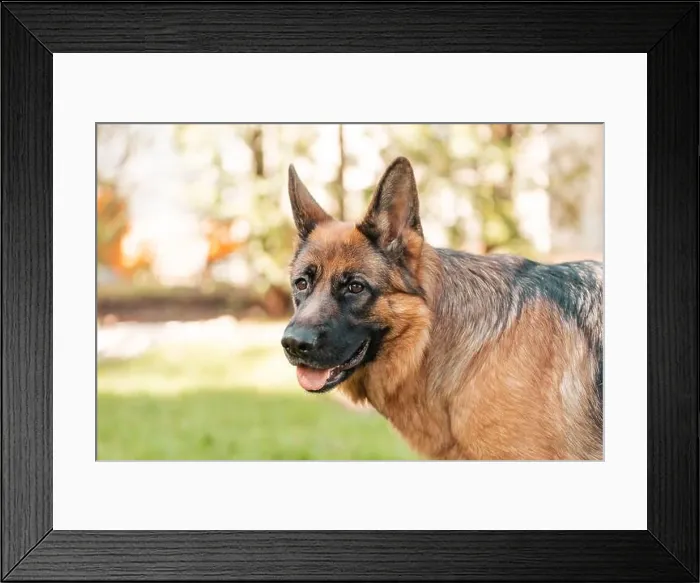 Framed Print : German shepherd in the park. Portrait of a purebred dog Framed Print : German shepherd in the park. Portrait of a purebred dog