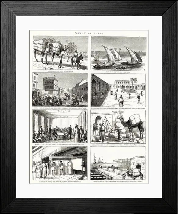 Framed Print : Cotton in Egypt Framed Print : Cotton in Egypt
