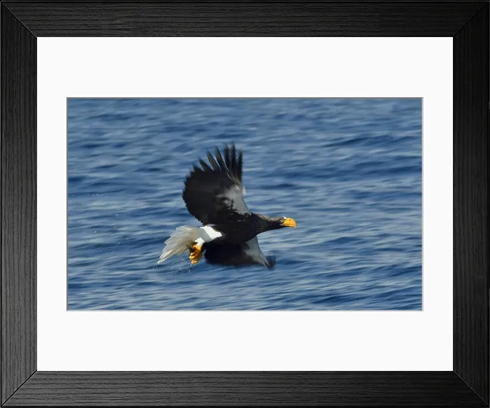 Framed Print : Steller's sea eagle fishing. Adult Steller's sea eagle (Haliaeetus pelagicus)