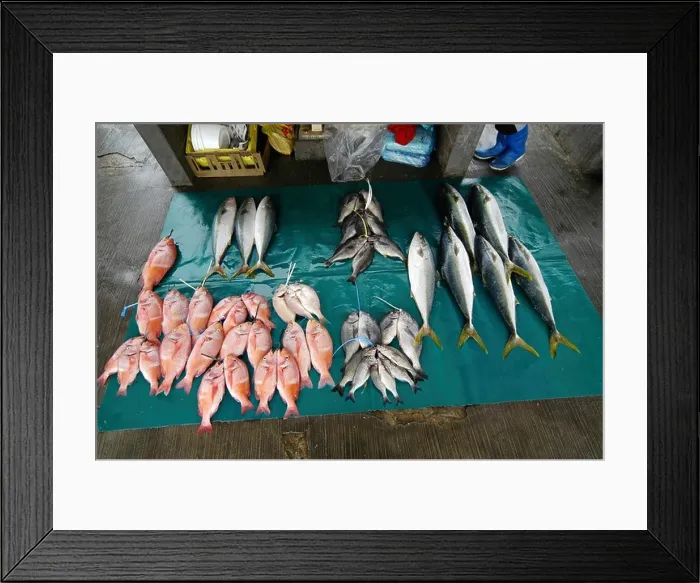 Framed Print : Local fish on sale at Kalk Bay harbour, Cape Town Framed Print : Local fish on sale at Kalk Bay harbour, Cape Town