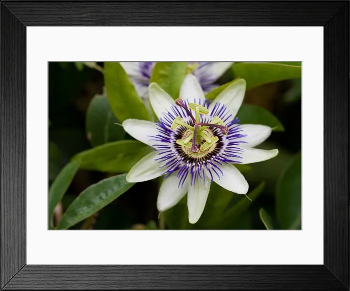 Framed Print : Passion Flower, top view Framed Print : Passion Flower, top view