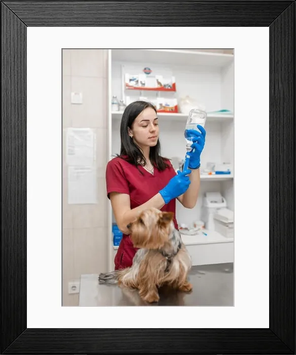 Framed Print : Young beautiful woman vet vaccinating yorkshire terrier Framed Print : Young beautiful woman vet vaccinating yorkshire terrier