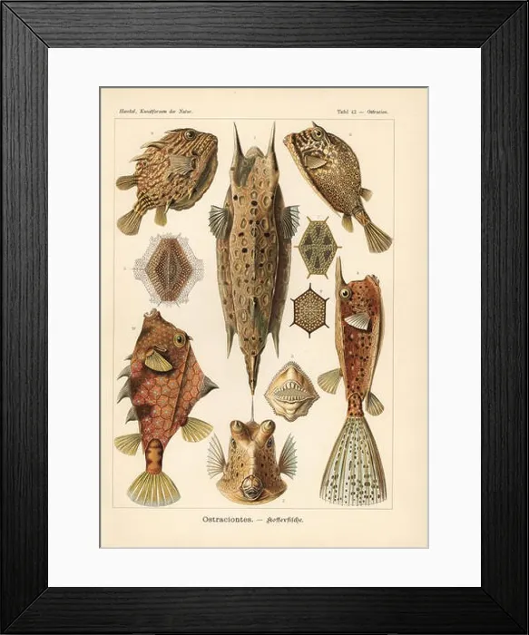 Framed Print : Ostraciontes: Longhorn cowfish, Lactoria cornuta, scrawled cowfish, Acanthostracion quadricornis, striped cowfish, Aracana aurita Framed Print : Ostraciontes: Longhorn cowfish, Lactoria cornuta, scrawled cowfish, Acanthostracion quadricornis, striped cowfish, Aracana aurita