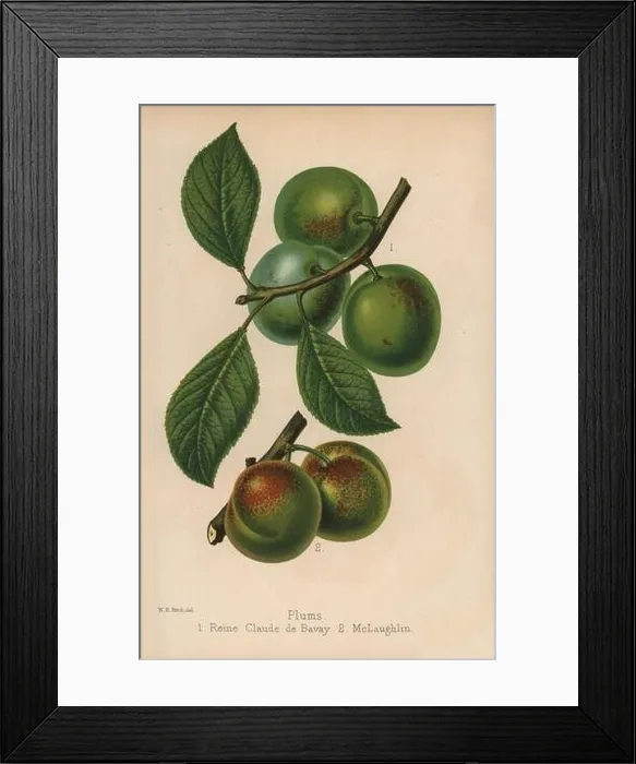 Framed Print : Plum cultivars: Reine Claude de Bavay and McLaughlin, Prunus domestica. Drawn by Walter Hood Fitch and chromolithographed by G Framed Print : Plum cultivars: Reine Claude de Bavay and McLaughlin, Prunus domestica. Drawn by Walter Hood Fitch and chromolithographed by G