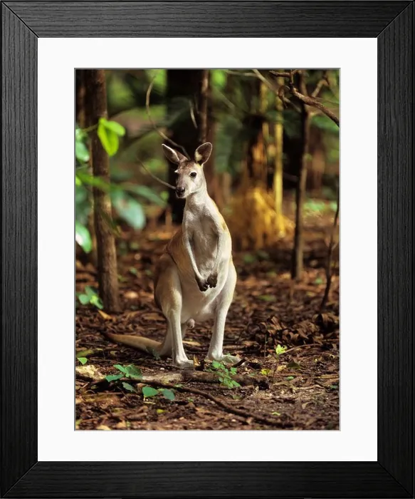 Framed Print : Antilopine wallaroo standing in forest Macropus antilopinus Framed Print : Antilopine wallaroo standing in forest Macropus antilopinus