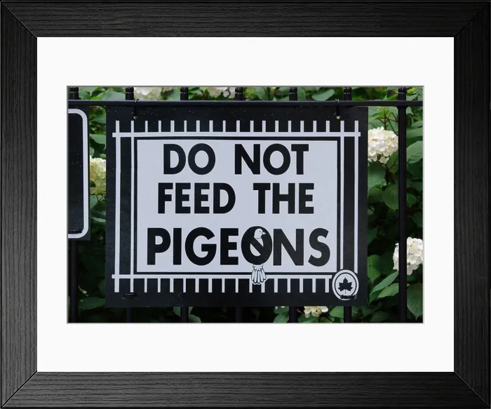 Framed Print : Do Not Feed The Pigeons sign in New York City, New York, USA Framed Print : Do Not Feed The Pigeons sign in New York City, New York, USA