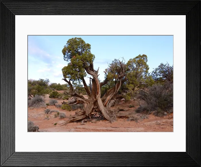 Framed Print : juniper tree in arches national park Framed Print : juniper tree in arches national park