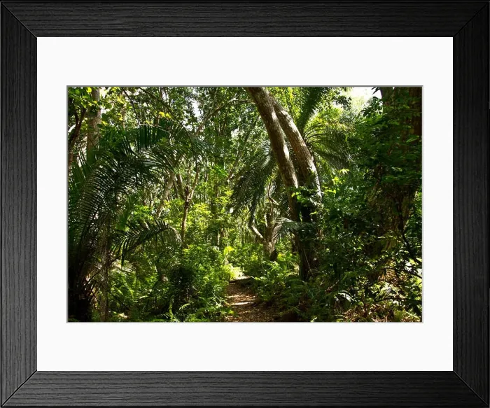 Framed Print : Jozani Forest National Park is a tiny remnant of the tropical woodlands that once covered all of Zanzibar Island, now virtually gone along with many e Framed Print : Jozani Forest National Park is a tiny remnant of the tropical woodlands that once covered all of Zanzibar Island, now virtually gone along with many e