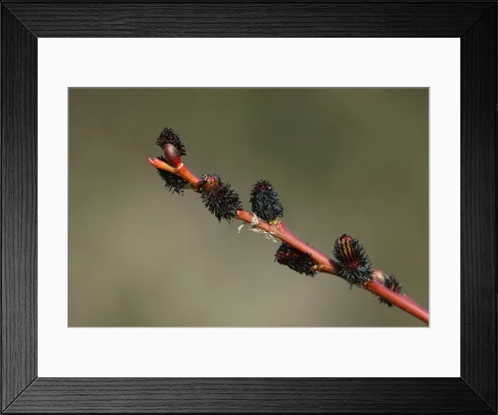 Framed Print : Black Pussy Willow (Salix melanostachys), twig with male flowers