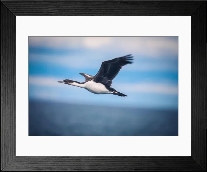 Framed Print : Sea Birds of the Magdalena island, Chile Framed Print : Sea Birds of the Magdalena island, Chile